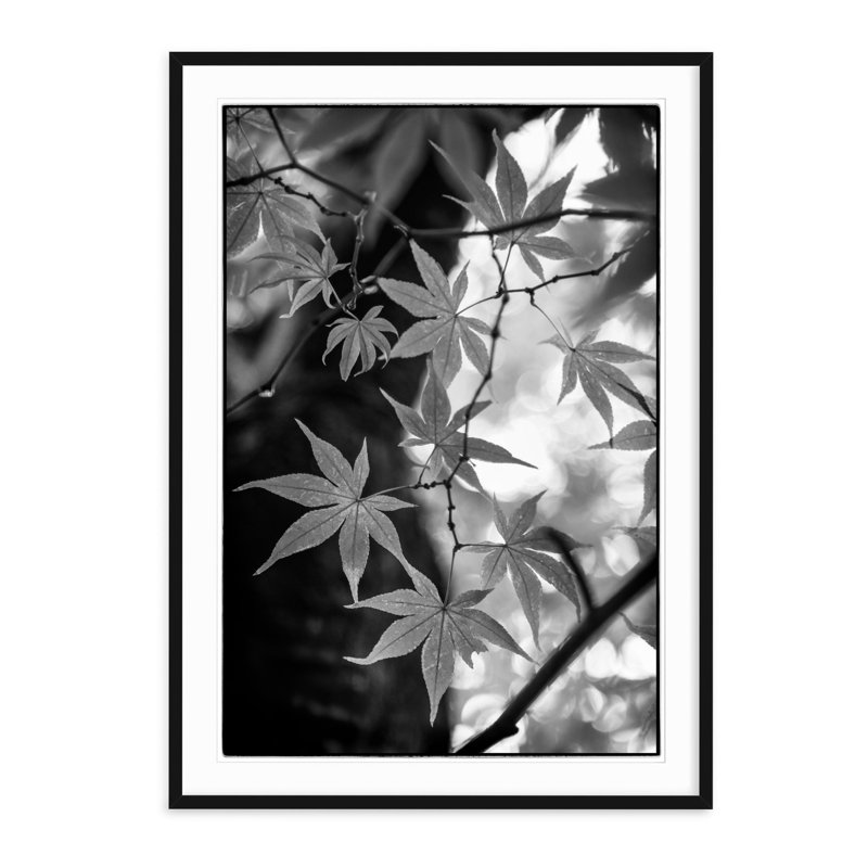 Japanese Maple - Picture Frame Photograph, 47" H x 33" W, Natural Framed