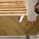 Alberdine Transitional Medallion Handmade Sand Rug