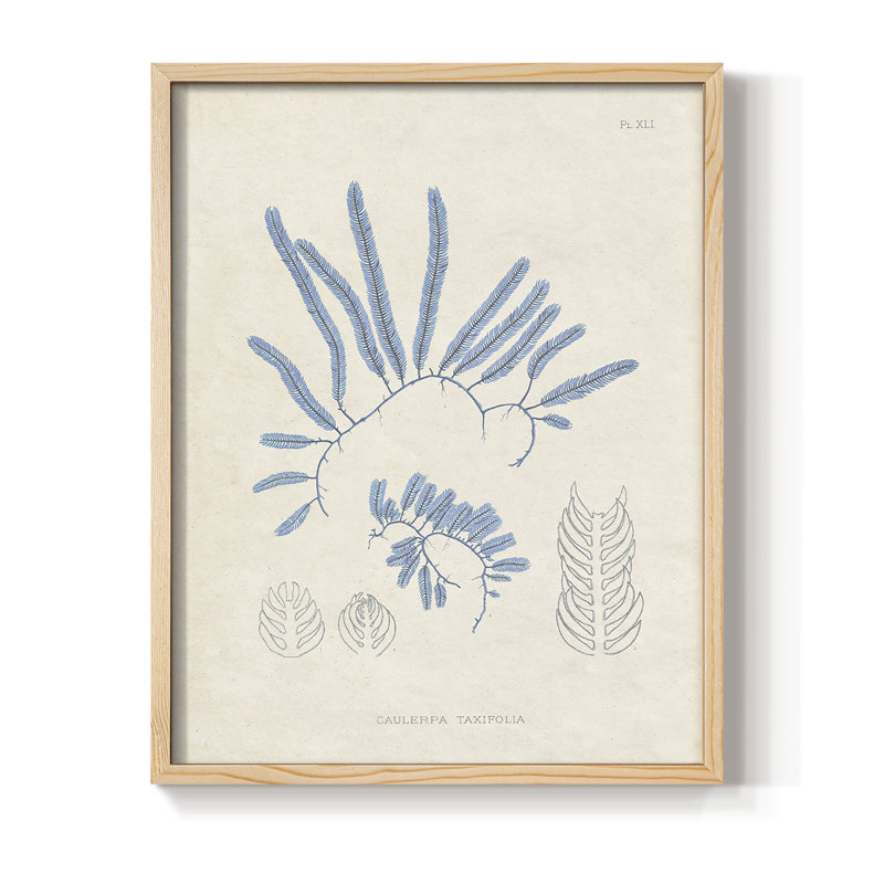 «Blue Marine Algae II», reproduction encadrée - bois massif, H 21 po x l 17 po