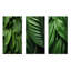 «Emerald Exotic Embrace», ensemble de 3 palmiers et palmiers-871628615