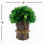 10 "plante topiaire debout buis préservé - véritable verdure préservée