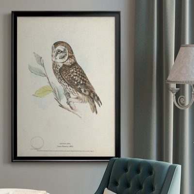 " Little Owl "