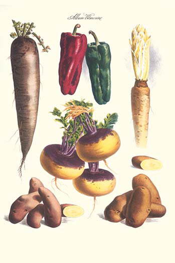 « légumes » par philippe-victoire levã ª que de vilmorin-impression d’art graphique, H 30 po x l 20 po x P 1,5 po