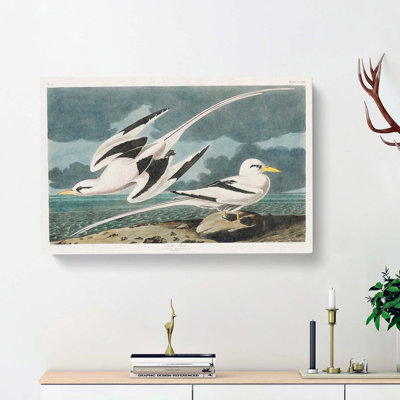Tropicbirds by John Audubon - Wrapped Canvas