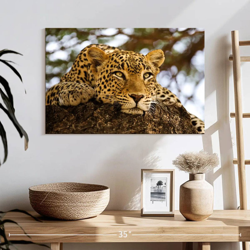 Brampt Leopard Looking For Prey