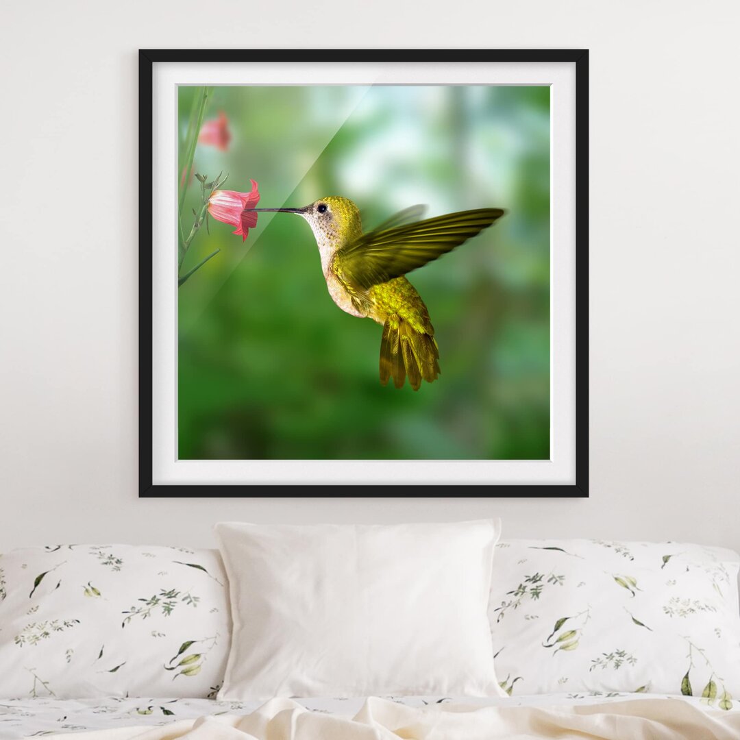 Gerahmtes Poster Hummingbird and Flower