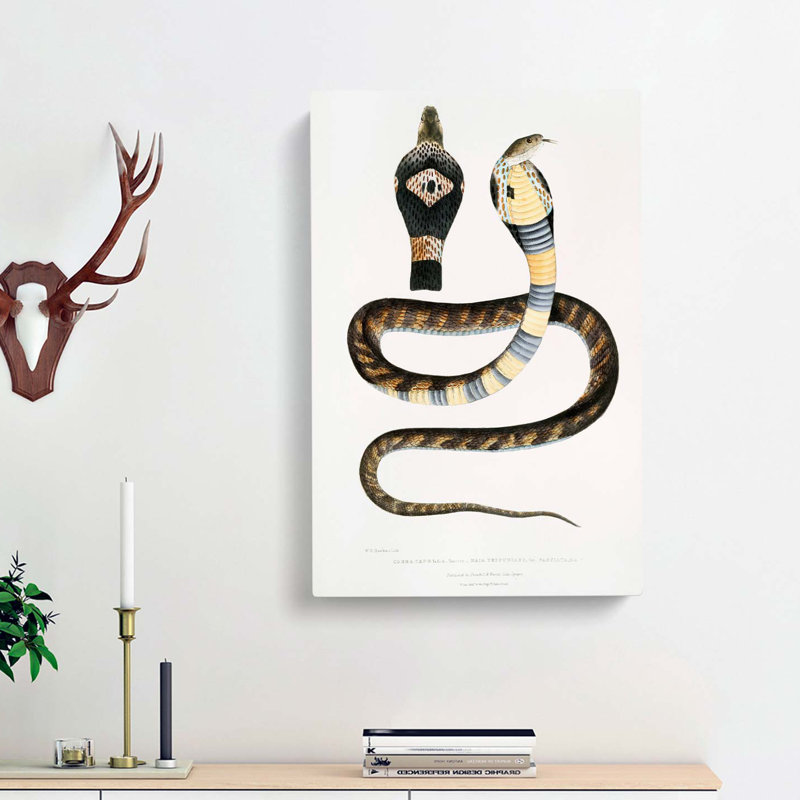 Banded Cobra Capella Snake by John Edward Gray - Wrapped Canvas, 60cm H x 40cm W x 3cm D