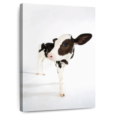 Charmante vache Brampt