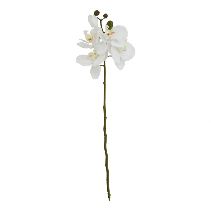 Anastasija Arrangement