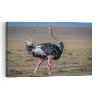 African Ostrich On Plains Abstract Contemporary Bird Landscape Nature Wall Art Print by Jeffrey C. Sink - 1 Piece Wrapped Canvas Wall Art