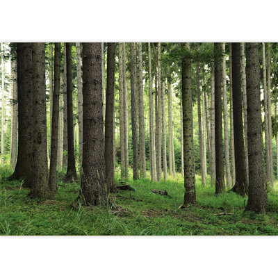 Arbre dans un paysage de forêt verte