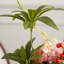 Ornements de fleurs simulées
