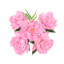Buisson de pivoines artificielles-521451604