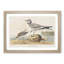 Fork-Tailed Gull by John Audubon - Picture Frame Painting Print-55620800-55620799