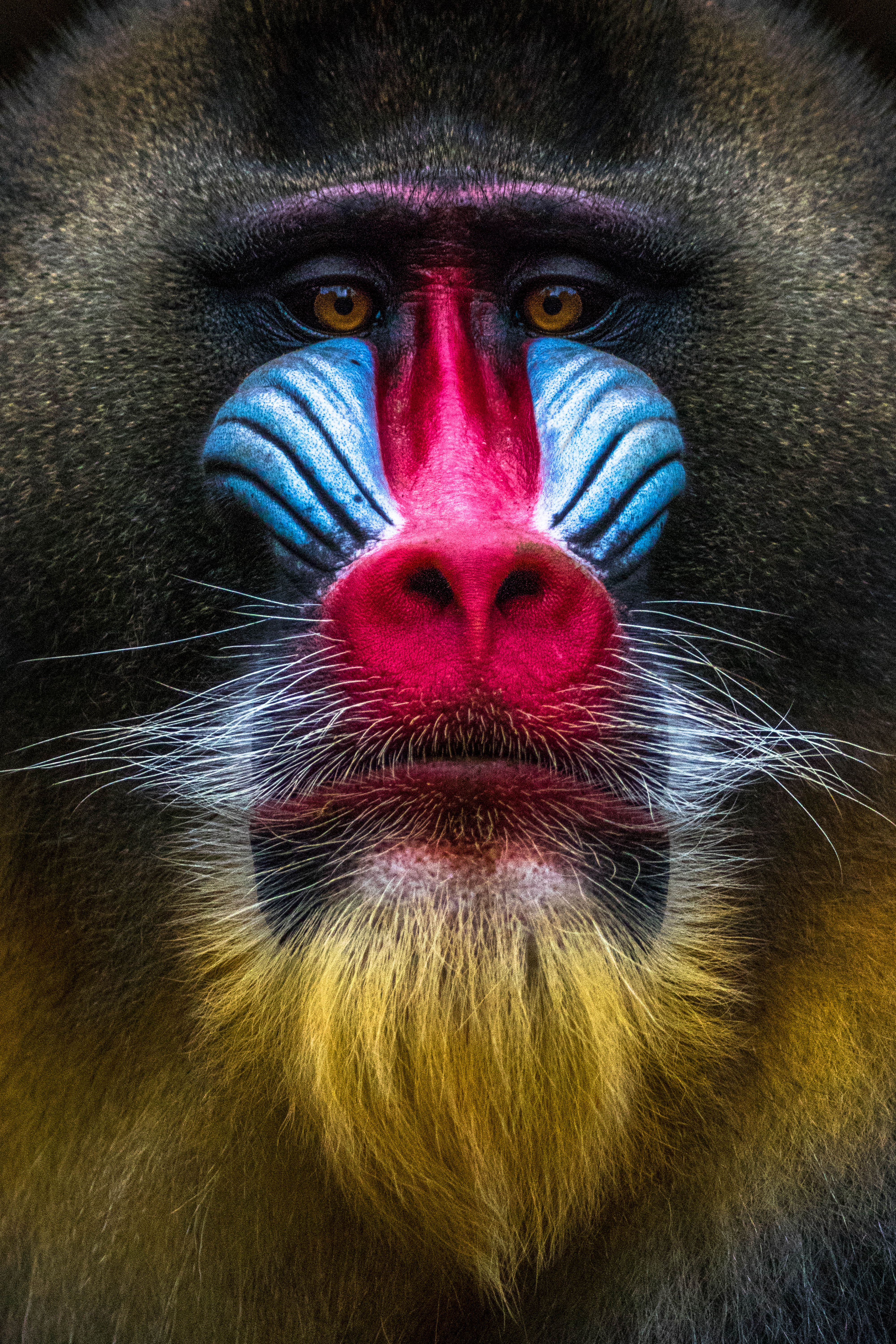 Monkey Face Shell Ebern Designs Mandrill Monkey Face by Nilesh Shah - Wrapped Canvas ...