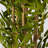 Bamboo Silk Tree-2024237258