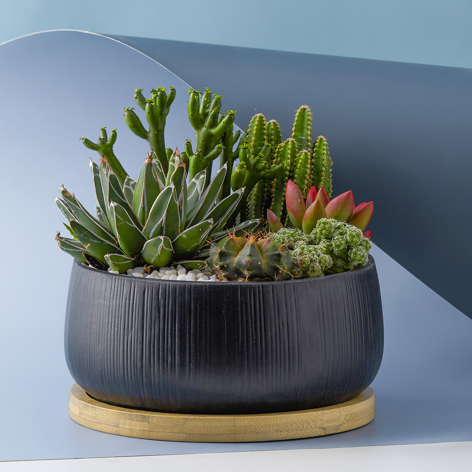 https://assets.wfcdn.com/im/00174192/compr-r85/2001/200146353/succulent-porcelain-ceramic-pot-planter.jpg