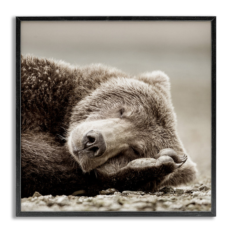 «Cozy Sleeping Bear», estampe numérique par Danita Delimont, H 12 po x l 12 po, Estampe numérique Farmhouse