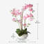 Arrangement de soie orchidée en pot-823644235