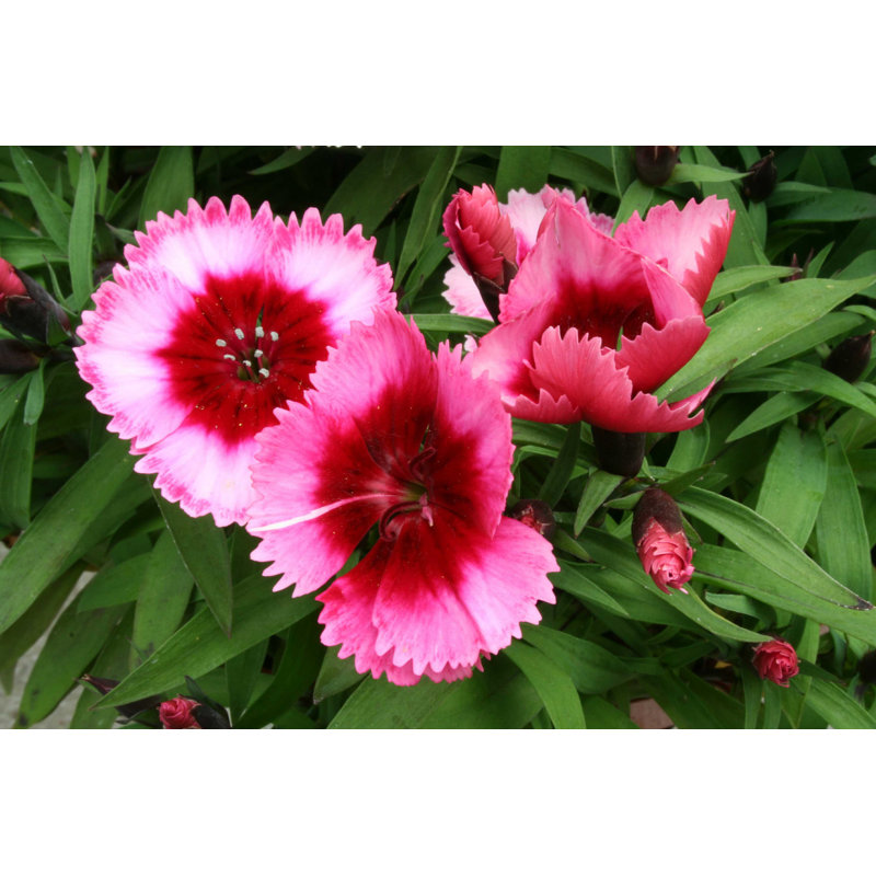 Dianthus fleur - photographie sur toile tendue, H 8 po x l 12 po