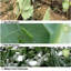 Protection contre le gel des plantes-105685727