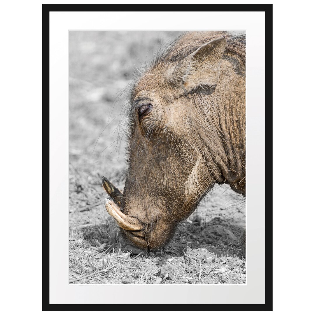 Futtersuchendes Warzenschwein Gerahmter Fotokunstdruck