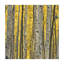 Aspen Trees III Print by Jamie Cook-26775086-26775092