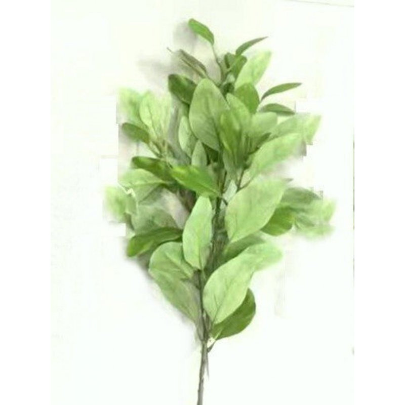 Laurier vert foncé