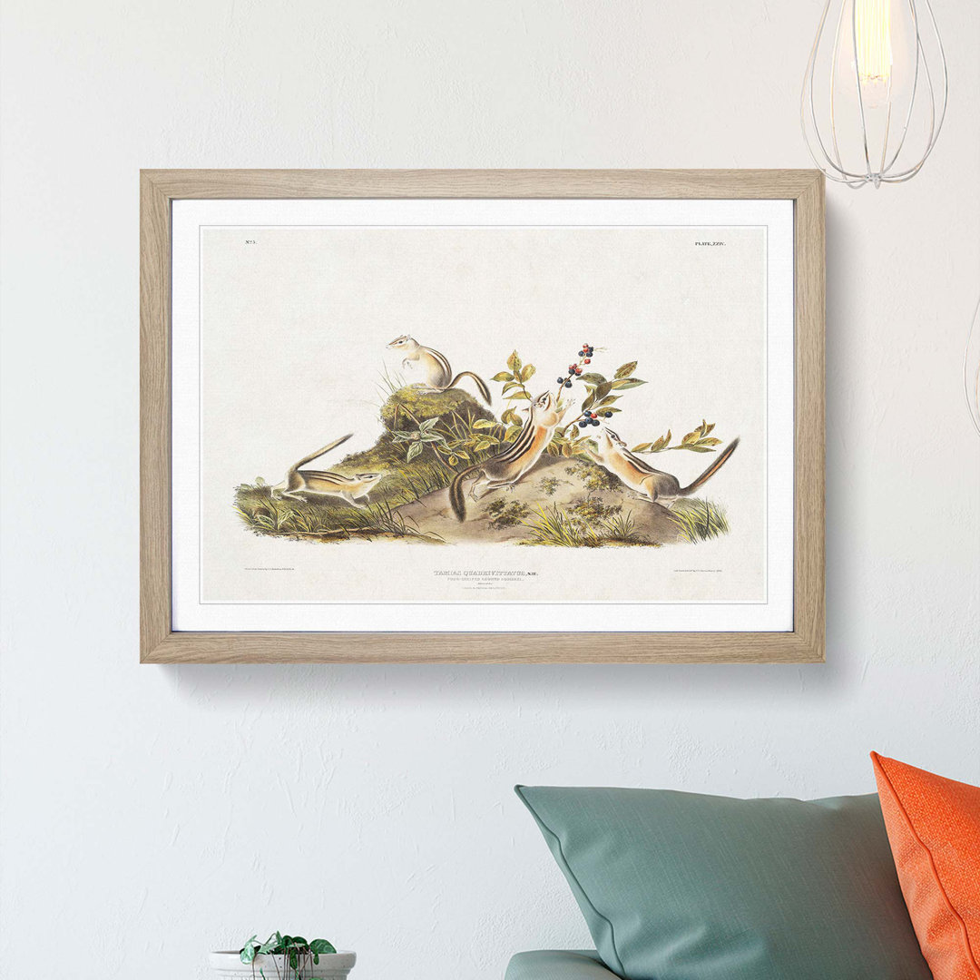 Four-Striped Ground Squirrels by J.W. Audubon - Framed Print