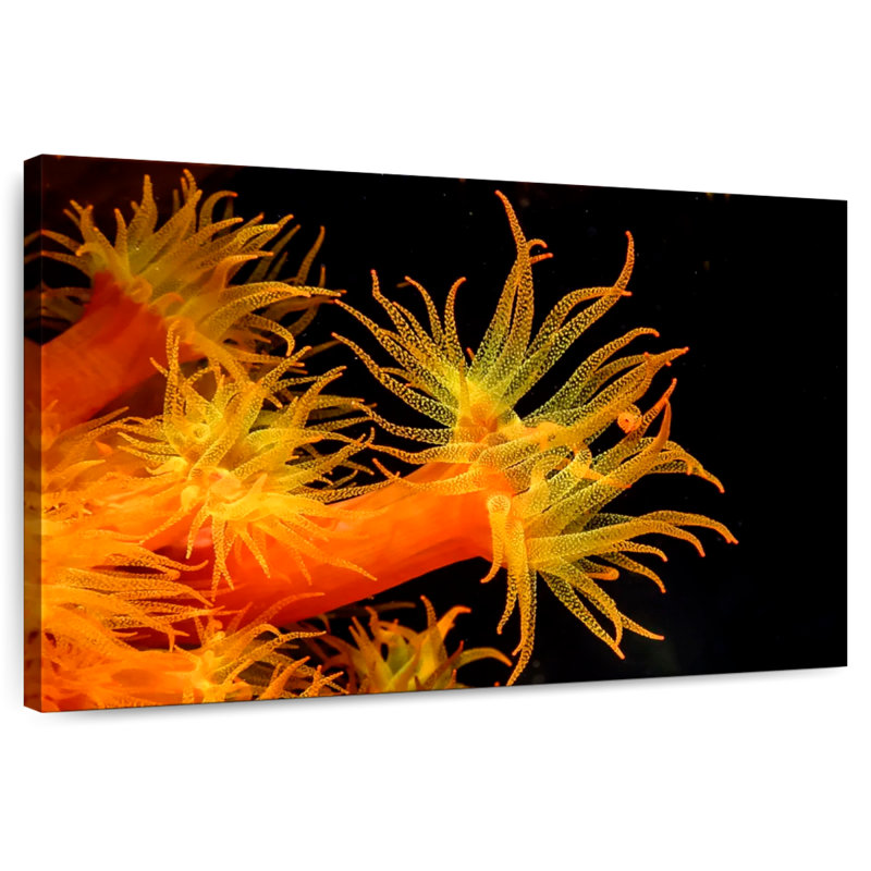 Brampt Sun Polyps, 34" H x 51" W