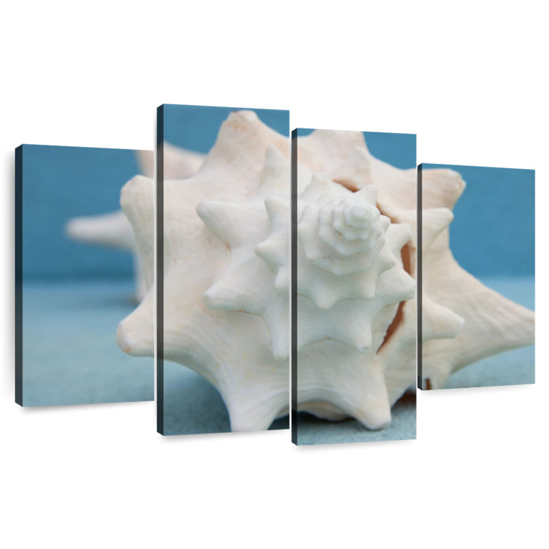 White Conch Seashell
