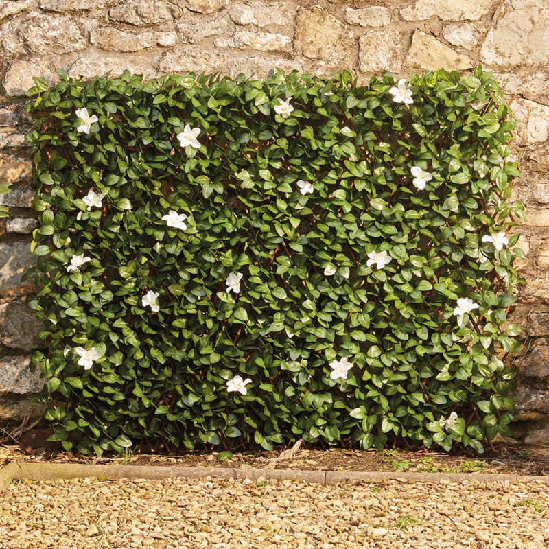 Maude 100cm H x 200cm W Expanding Trellis
