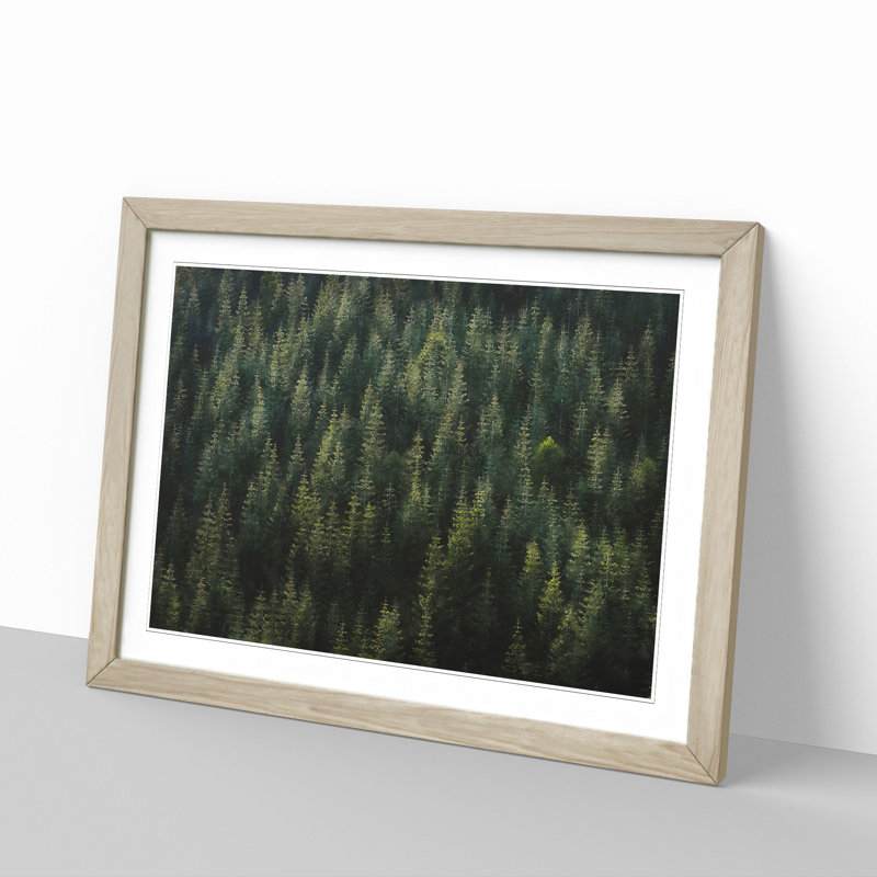 Beauty Of The Pine Tree Forest - Single Picture Frame Painting on MDF, Oak, 33cm H x 45cm W x 2cm D