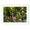 Shakespeare Garden Clover - Picture Frame Photograph on Paper 