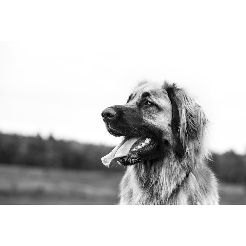 Photo de chien Zener Leonberger sur toile, H 8 po x l 12 po