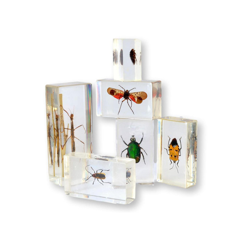 Entomologie, science occupée, échantillons