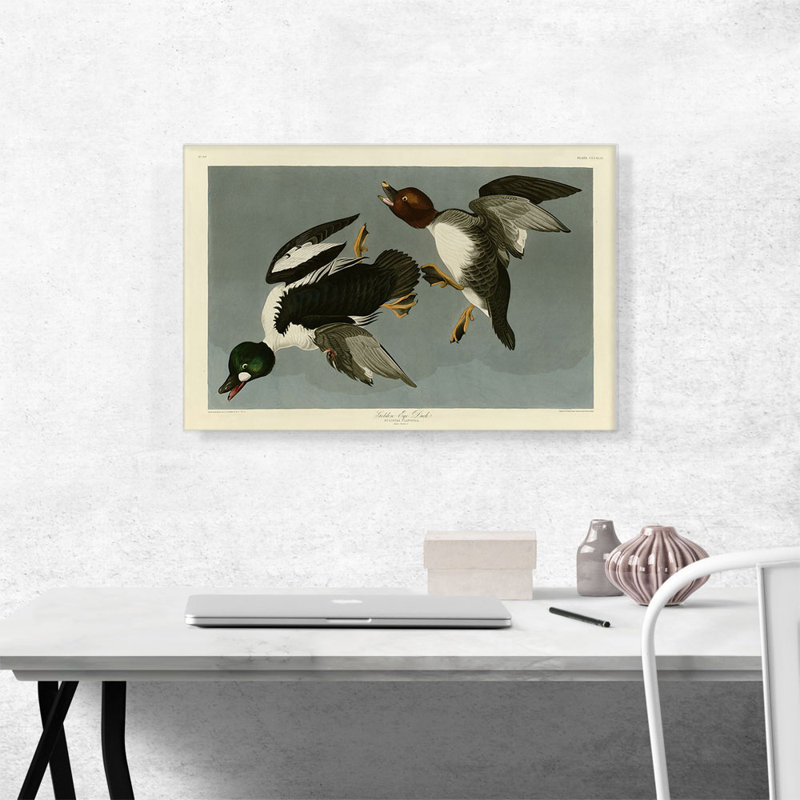 «Golden-Eye Duck» par James Audubon, reproduction d'art sur toile tendue, H 18 po x l 26 po x P 1,5 po