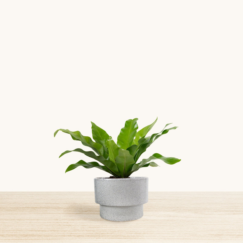 Williard Pot Planter, White, 12" H x 11.4" W x 11.4" D