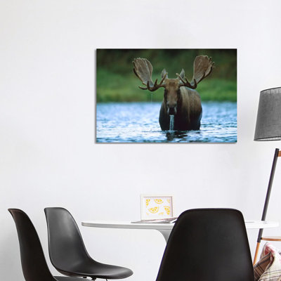 Moose Male Raising Its Head While Feeding on the Bottom of a Lake, North America 1 Piece Wrapped Canvas Wall Art