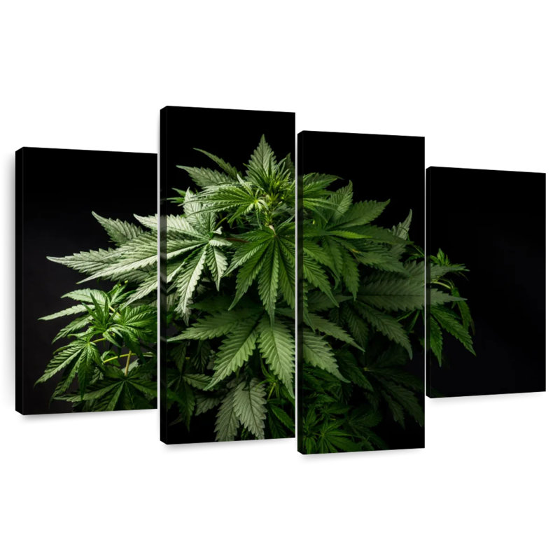 Senne Marijuana Cluster, 54" H x 84" W