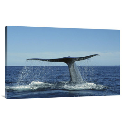 " Blue Whale Raising Fluke For Deep Dive, Sea Of Cortez, Baja California, Mexico "
