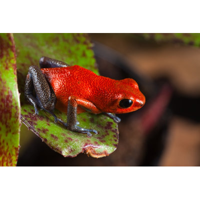 " Poison Dart Frog " by Kikkerdirk