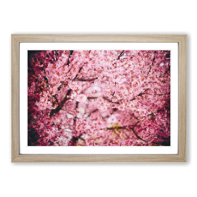 Pink Cherry Blossom Flowers Vol.3 - Picture Frame Graphic Art, 27cm H x 36cm W x 2cm D, Oak Framed