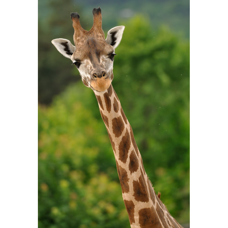 Girafe Head par Sduben - Photographie sur toile tendue, L 24 po x H 36 po