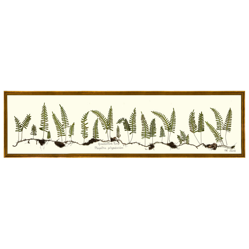 Resurrection Fern Print by Sandy Whitaker, Antique Gold, 11" H x 41.25" W
