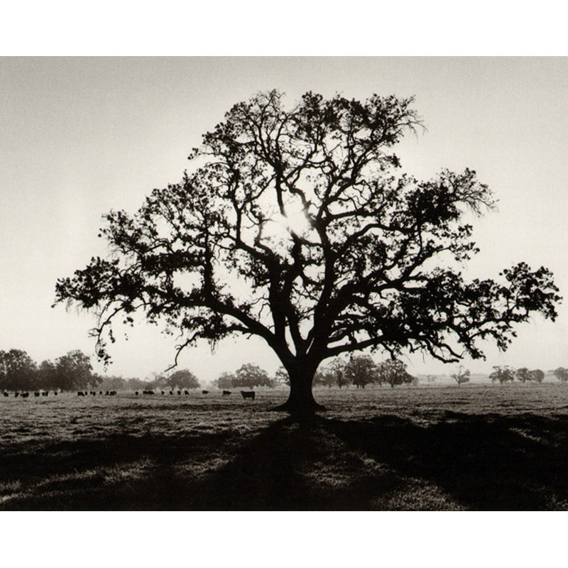 Chêne lever du soleil, H 36 po x l 45 po
