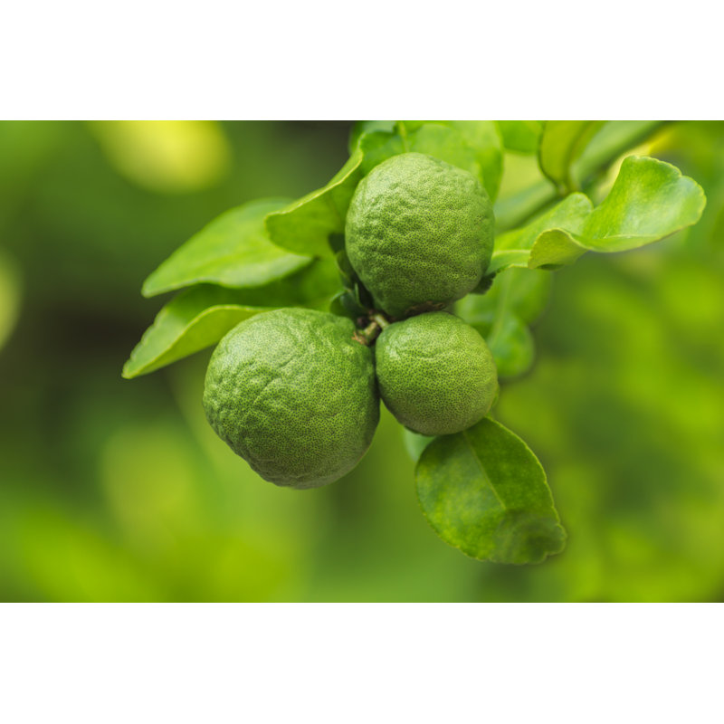 Fresh Bergamot by Ampols - Wrapped Canvas Print, 81cm H x 122cm W