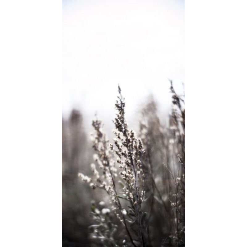 Bear Lake Foliage I Print by Chris Dunker, 48" H x 24" W, Outdoor