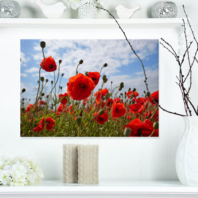 " Bright Red Poppy Flowers Photo "