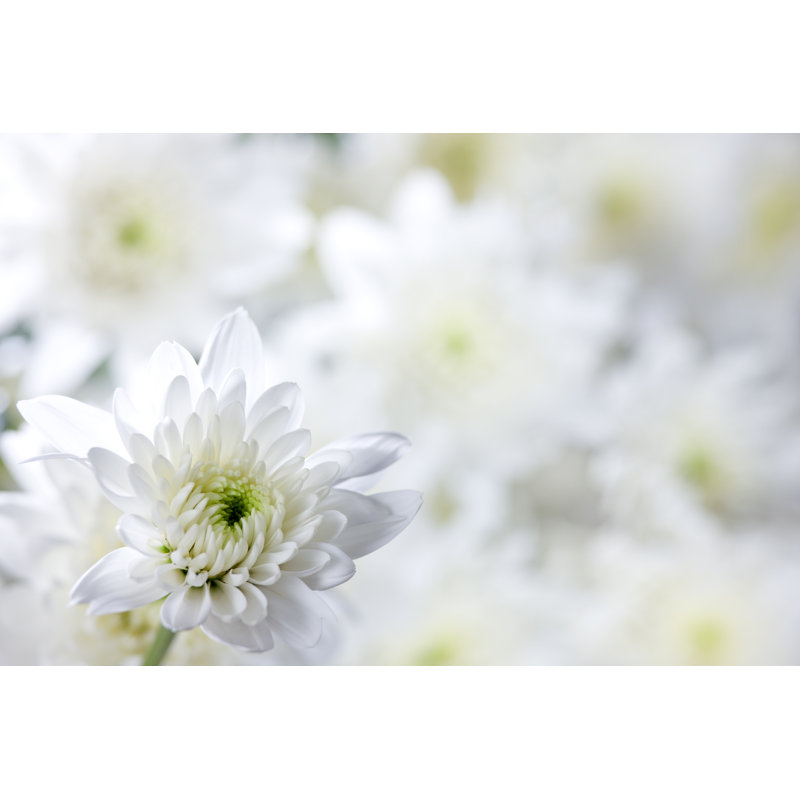 White Chrysanthemum Background 1 Piece Wrapped Canvas Wall Art, 51cm H x 76cm W x 3.8cm D